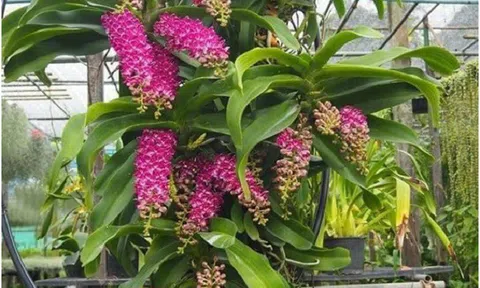 Hoa lan Uyên Uyên – địa chỉ cung cấp hoa lan uy tín, chất lượng