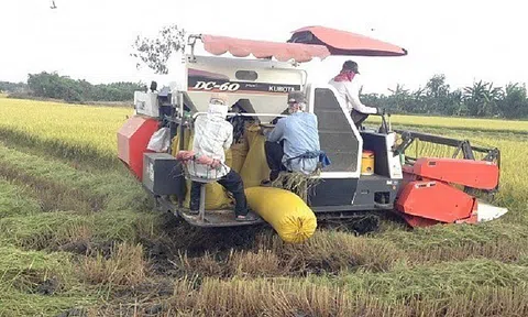 Giá lúa gạo hôm nay ngày 23/1: Thương lái thận trọng thu mua, giá lúa đi ngang