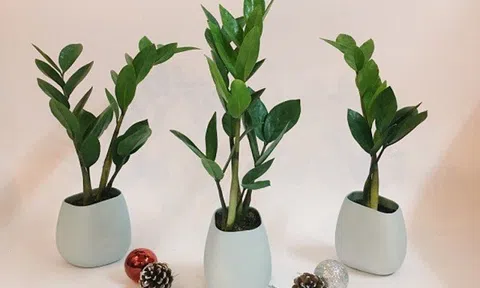 4 loại cây phong thủy mang lại tài lộc, may mắn cho gia chủ