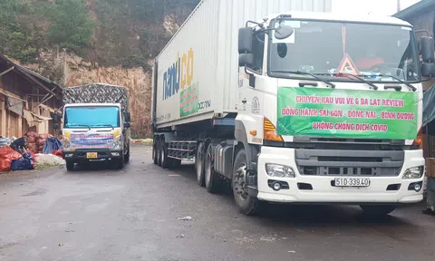 Nhóm Đà Lạt Review kết nối nhà vườn Đà Lạt với các MTQ mua rau làm từ thiện