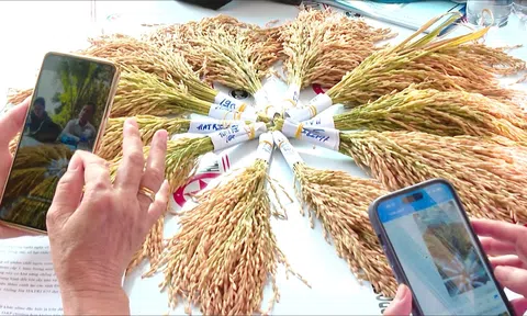 VIỆN NGHIÊN CỨU NÔNG NGHIỆP CÔNG NGHỆ CAO  HỘI THẢO ĐÁNH GIÁ GIỐNG LÚA