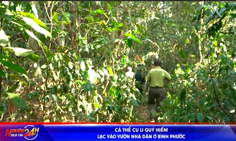 CÁ THỂ CU LI QUÝ HIẾM  LẠC VÀO VƯỜN NHÀ DÂN Ở BÌNH PHƯỚC