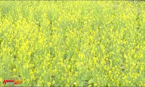 MÙA HOA CẢI TRÊN CAO NGUYÊN THU HÚT DU KHÁCH