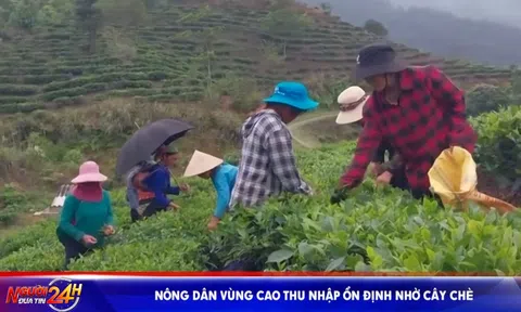 Nông dân vùng cao thu nhập ổn định nhờ cây chè