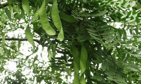 Loại quả ở Việt Nam giá chỉ 200.000 đồng/kg, nước ngoài bán 2 triệu đồng