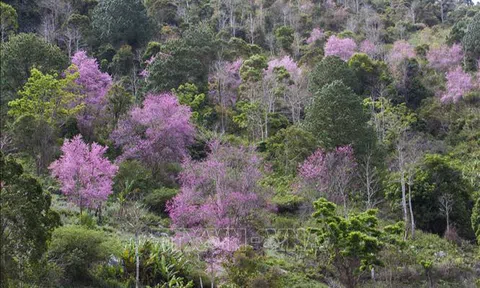 Mai anh đào bung nở rực rỡ nơi núi rừng Langbiang