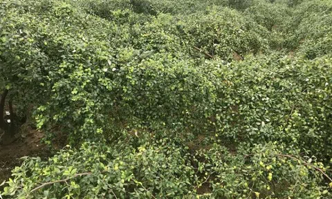 Đặc sản táo muối Hải Phòng 'cháy hàng', dân thu cả trăm triệu