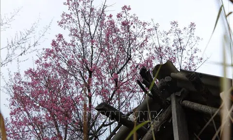 Rực rỡ sắc đào rừng ở vùng cao Mù Cang Chải