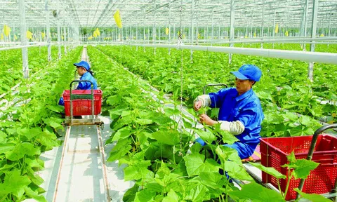 Thu hút FDI vào nông nghiệp: Thấp, thiếu ổn định