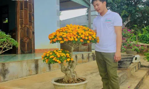 Kiếm bộn tiền nhờ biến hoa dại ven đường thành cây cảnh Tết