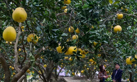 Anh nông dân thu 5 tỷ đồng mỗi năm nhờ 3.000 gốc bưởi Diễn