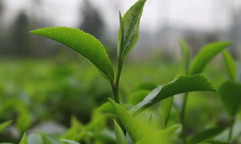 Đắt ngang vàng ròng: Trà đinh "ngậm" sương núi giá 6 triệu đồng/kg