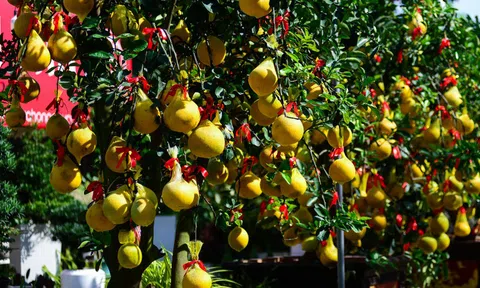Bưởi Diễn cảnh "đổ bộ" vào TP.HCM, giá lên đến 20 triệu đồng/cây