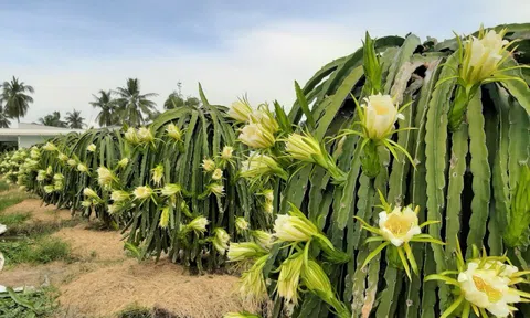 Ngỡ ngàng khoảnh khắc vườn thanh long bung nụ trắng hồng tuyệt đẹp