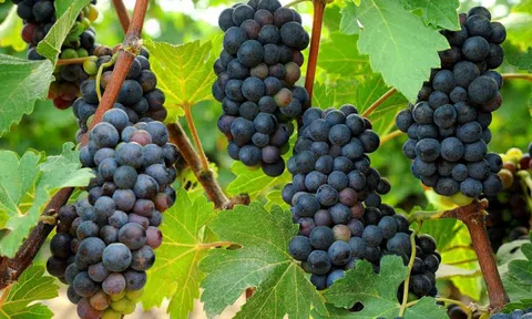 Hành trình nho rượu chuẩn châu Âu đầu tiên tại Việt Nam