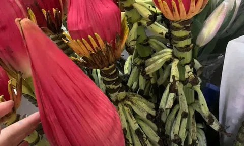 Dân công sở rủ nhau mua hoa chuối rừng về chơi Tết