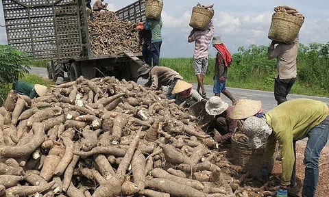 Xuất khẩu sắn và sản phẩm sắn năm 2020 tăng trưởng mạnh
