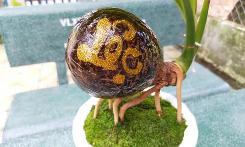 Dừa bonsai tài lộc đắt hàng dịp Tết Nguyên đán