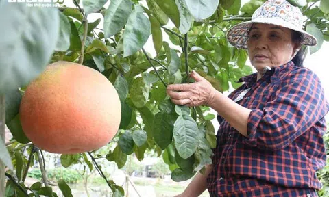 Hải Phòng: 'Sốt' bưởi khổng lồ tiền triệu, khách lùng gần 10 tiếng tìm mua