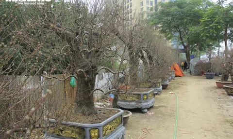 Đào cổ thụ giá trăm triệu đồng xuống đường đón Tết Tân Sửu