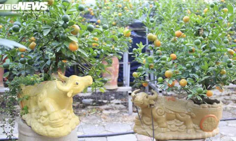Chưa đến Tết Tân Sửu, quất bonsai trĩu quả đã đắt hàng