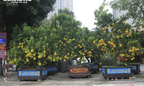 Ảnh: Ngắm bưởi Diễn bonsai hơn 100 quả, giá hàng chục triệu đồng
