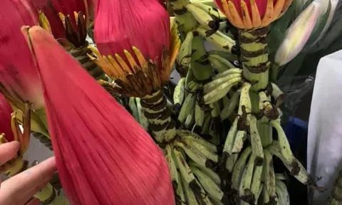 Hàng độc Tết Tân Sửu: Dân Hà thành mê mẩn hoa chuối rừng Tây Bắc