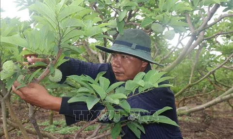 Nhà nông chuẩn bị 'cầu vừa đủ xài' phục vụ Tết