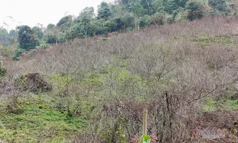 Sơn La lần đầu dán tem đào vườn dân trồng, phân biệt với đào rừng