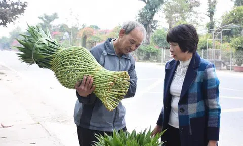 Chế tạo  cây phát lộc độc lạ bán ngày Tết, cả làng ở Thái Bình đổi đời