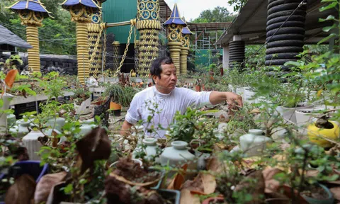 Bộ sưu tập hơn 5.600 bonsai 'tí hon'
