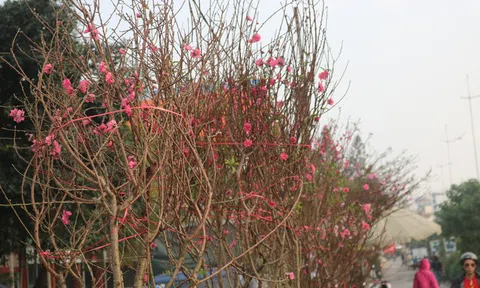 Đào Nhật Tân nở sớm, tràn ngập chợ hoa đón Tết Dương lịch