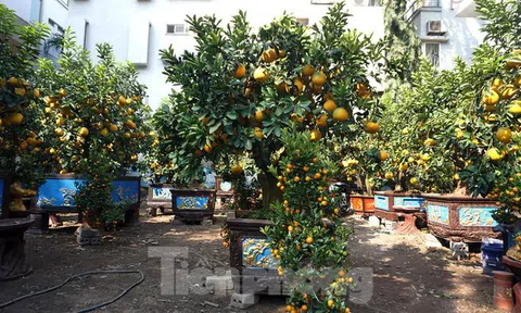 60 triệu đồng chậu bưởi chơi Tết: Khách ký tên đặt tiền trước cả tháng