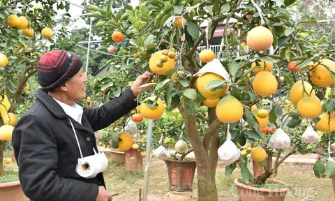 Cây bưởi siêu lạ với 10 loại quả trên cùng một cây