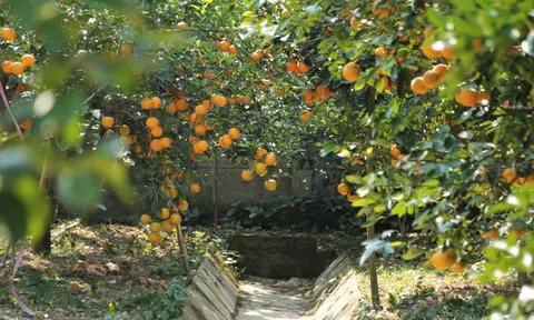 'Cháy hàng' cam Xã Đoài 80.000 đồng/quả