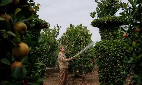 Độc đáo quýt lục bình giá hàng chục triệu đồng chơi Tết Tân Sửu