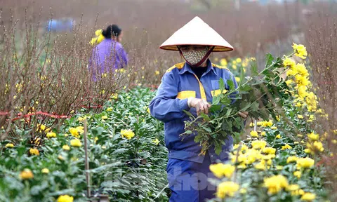 Cúc vàng Nhật Tân 7.000 đồng/bông, đào Nhật Tân hút khách dịp cận Tết