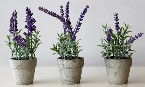 Những cây cảnh để trong nhà vừa may mắn vừa tốt cho sức khoẻ