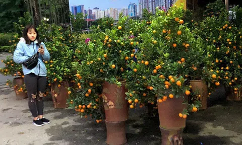 Đào quất chen nhau xuống phố đón xuân