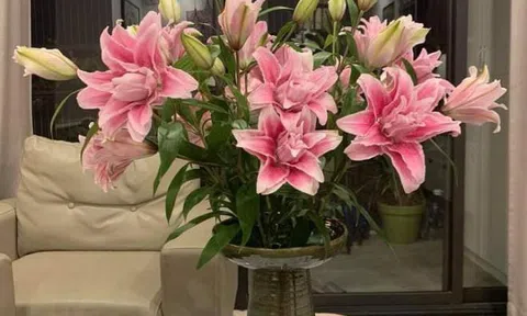 Hoa ly kép độc lạ đắt hàng ngày giáp Tết