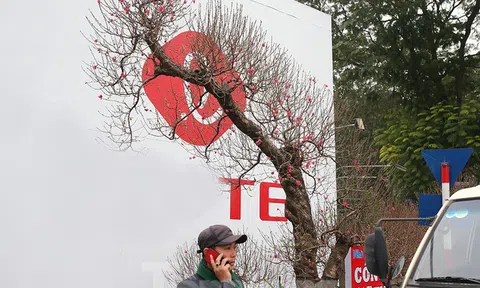 Chiêm ngưỡng cây đào “khủng” giá 100 triệu ở Thủ đô