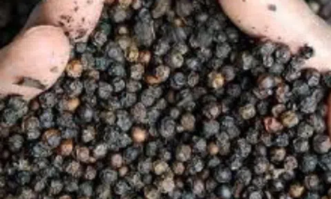 Giá tiêu hôm nay 16/1: Giảm 500 đồng/1kg