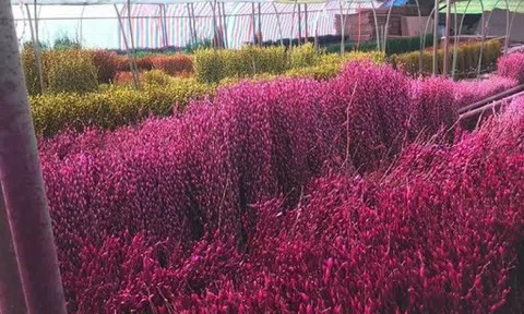 Cây tầm xuân có những công dụng chữa bệnh khác nhau