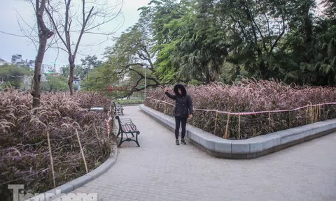 Ngất lịm trước cỏ lau màu tím bên bờ hồ Hoàn Kiếm