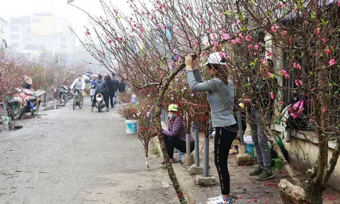 Chính phủ ủng hộ đề xuất dán tem chứng nhận "đào rừng" dân trồng