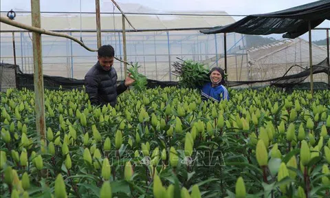 Thủ phủ hoa Lâm Đồng chuẩn bị cho đợt cao điểm vụ Tết