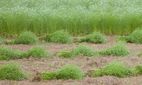 Trồng cánh đồng mùi già bát ngát, giữ hương cho khách tắm thơm đêm 30 Tết