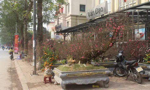 Hà Nội: Quất, mai, lan, đào đua nhau "chở" mùa xuân xuống phố