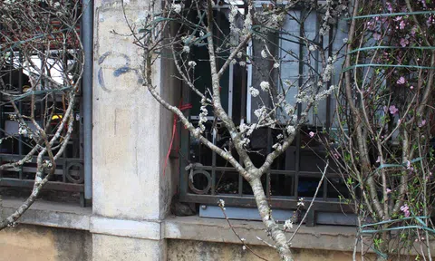 Cành mận rừng trắng muốt xuống phố "hút" khách sành chơi