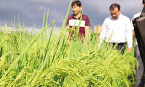 Nâng mình cây lúa